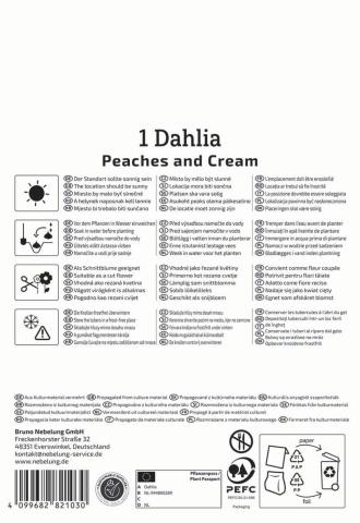 Dahlie Peaches & Cream 