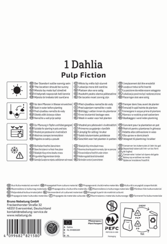 Feuerrote Dahlie Pulp Fiction (1 St) - nützlingsfreundlich