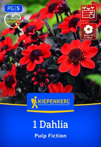 Feuerrote Dahlie Pulp Fiction (1 St) - nützlingsfreundlich