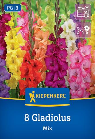 Gladiolen-Mix (8 St)