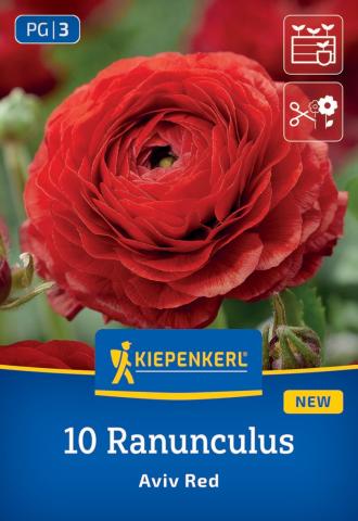 Ranunkeln Rot (10 Knollen)