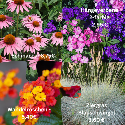 Pflanzen im Topf - nur vor Ort