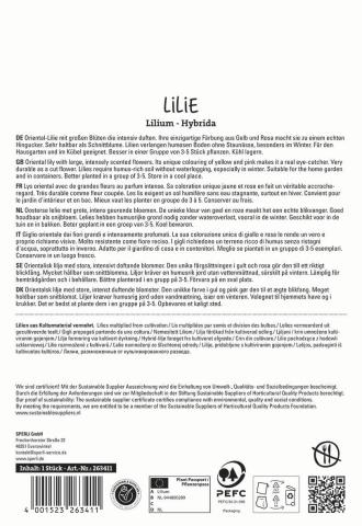 1 Lilie "Hokus Pokus"