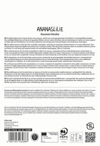 Zweifarbige Ananaslilie (1 Stk.)