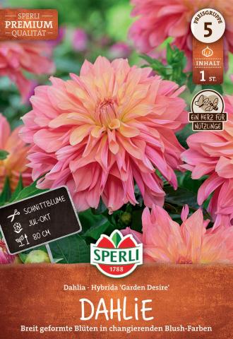 1 Dekorative Dahlie "Garden Desire"