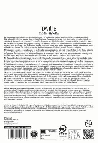 1 Dahlie "Creme de Cognac"