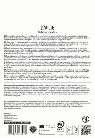 1 Dahlie "Café au Lait"
