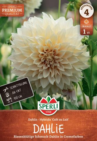 1 Dahlie "Café au Lait"