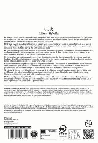 1 Lilie "Polar Star"