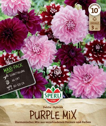 3 Dahlien "Purple Mix"