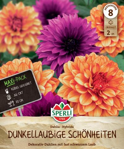 2 Dahlien "Dunkellaubige Schönheiten"