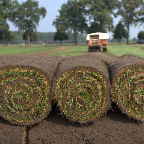 Rollrasen auf der Palette frisch geerntet
